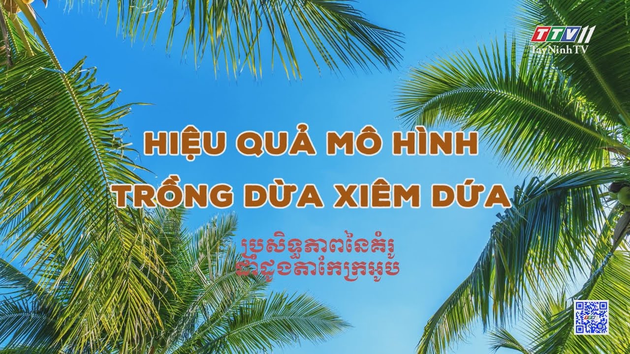 Hiệu quả mô hình trồng dừa xiêm dứa | NÔNG NGHIỆP TÂY NINH | TayNinhTVToday